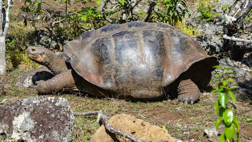 Tortuga gigante de Galapagos
