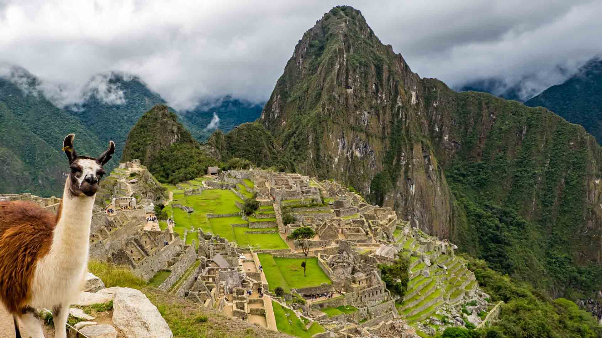 Llama in the Machu Picchu - Canva