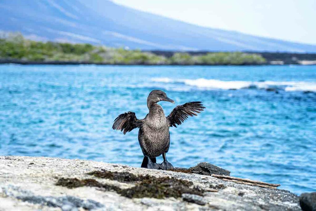 Flightless Cormorant - Galapagos