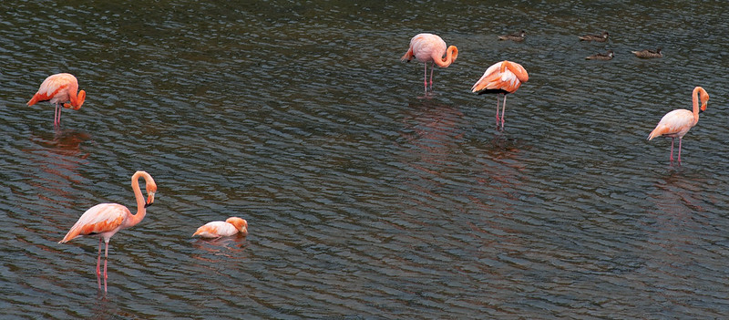 flamingo lagoon