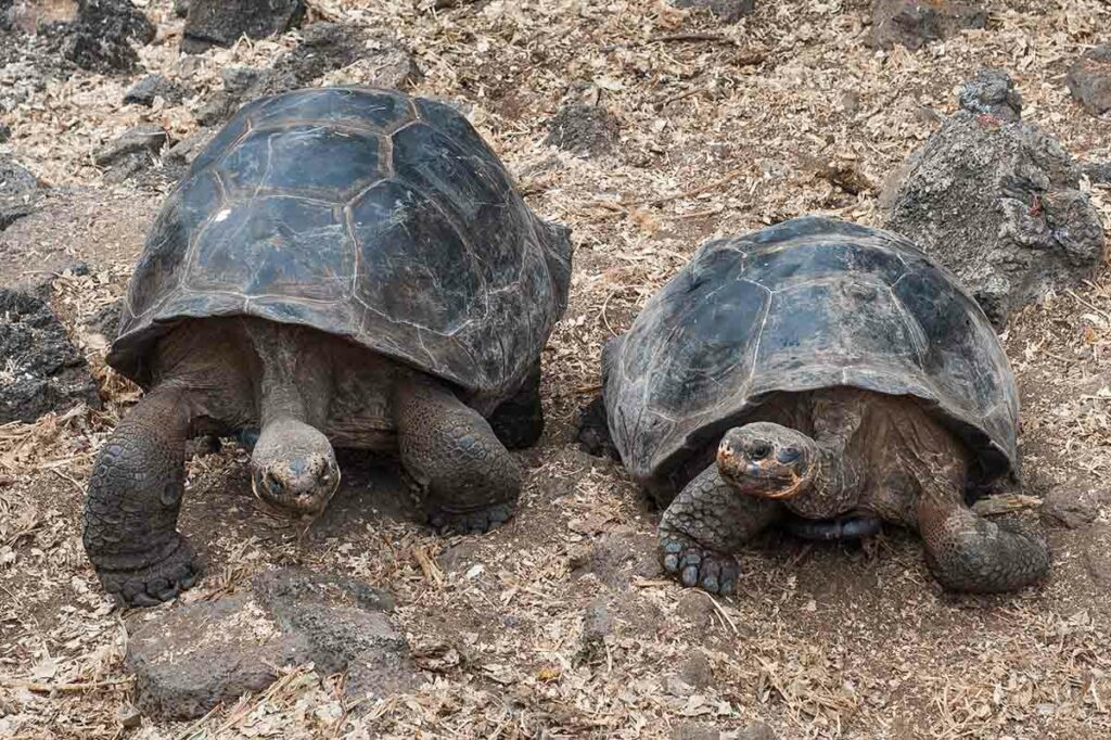 giant tortoise pairs