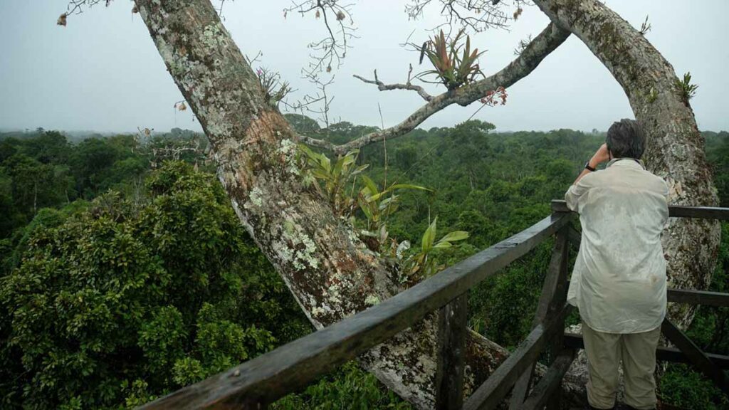 Amazon canopy viewpoint