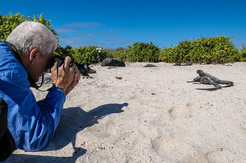 marine iguana photo