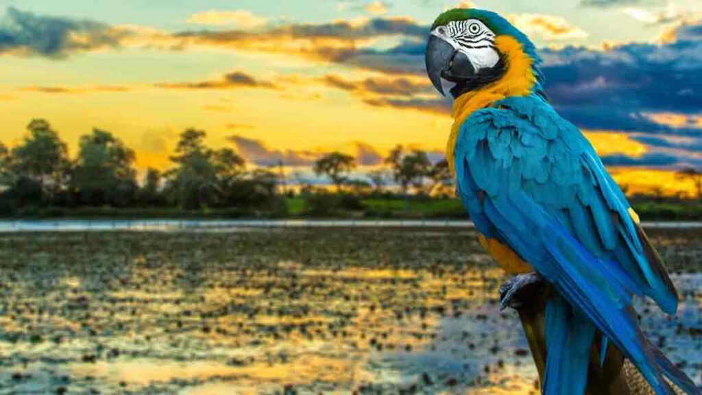 the blue-and-yellow macaw