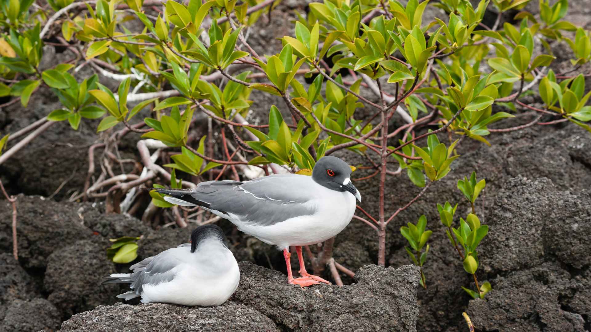 Swallow-Tailed Gull - Darwin Bay