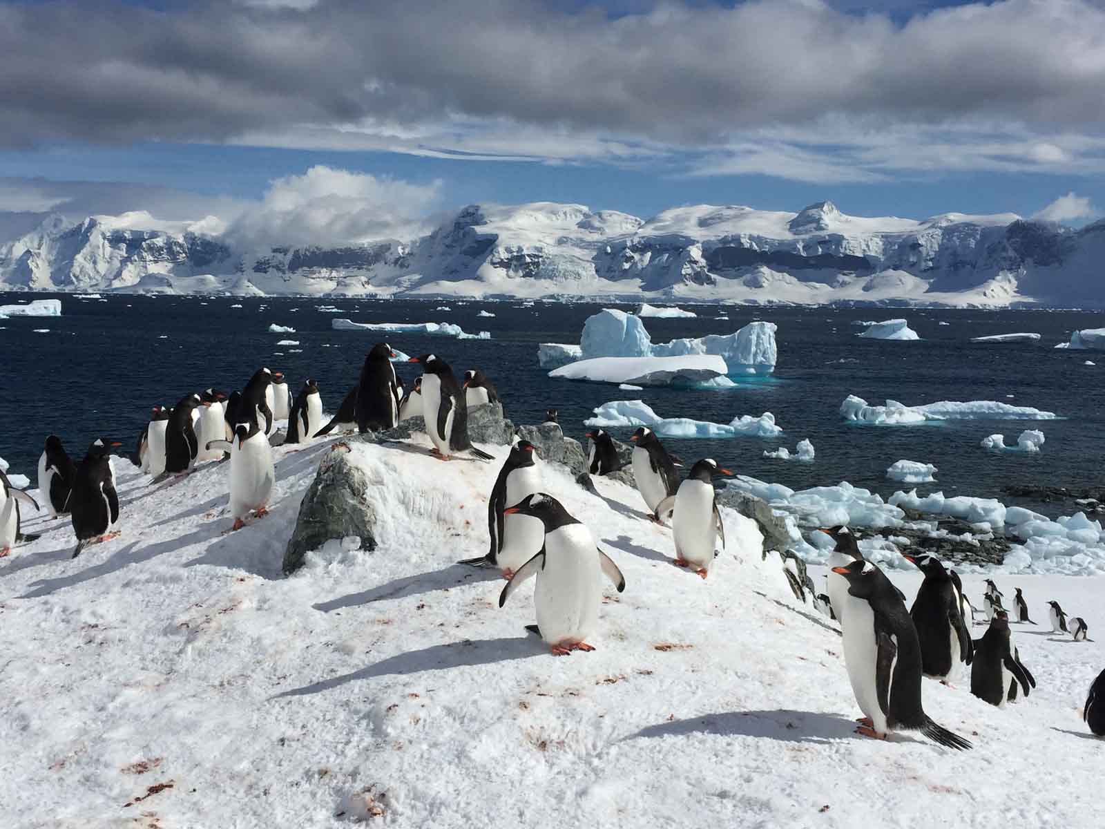 Penguins | Antarctica